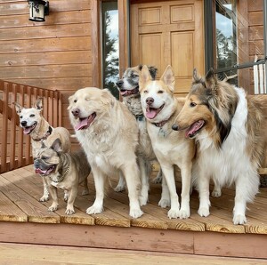 Team Page: Woodland Bark